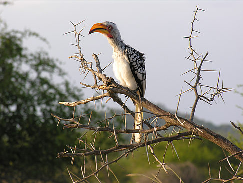 Fotos Vögel